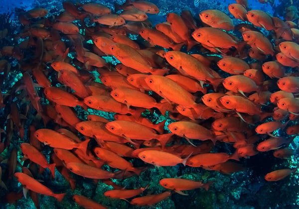 A school of fish off of the Catalinas Islands