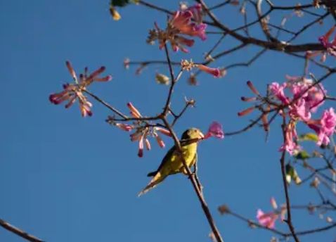 Why Santarena Visitors Fall in Love with Las Catalinas