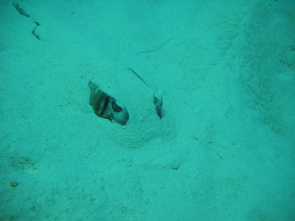 Sand flats in the area often hide stingrays and southern rays